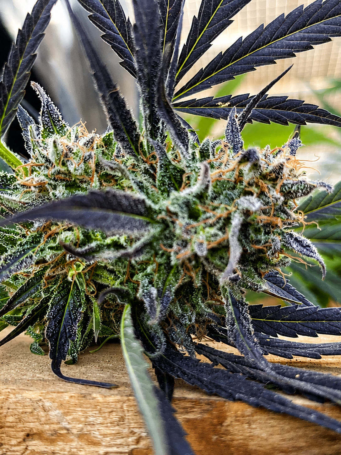 Super Gelato