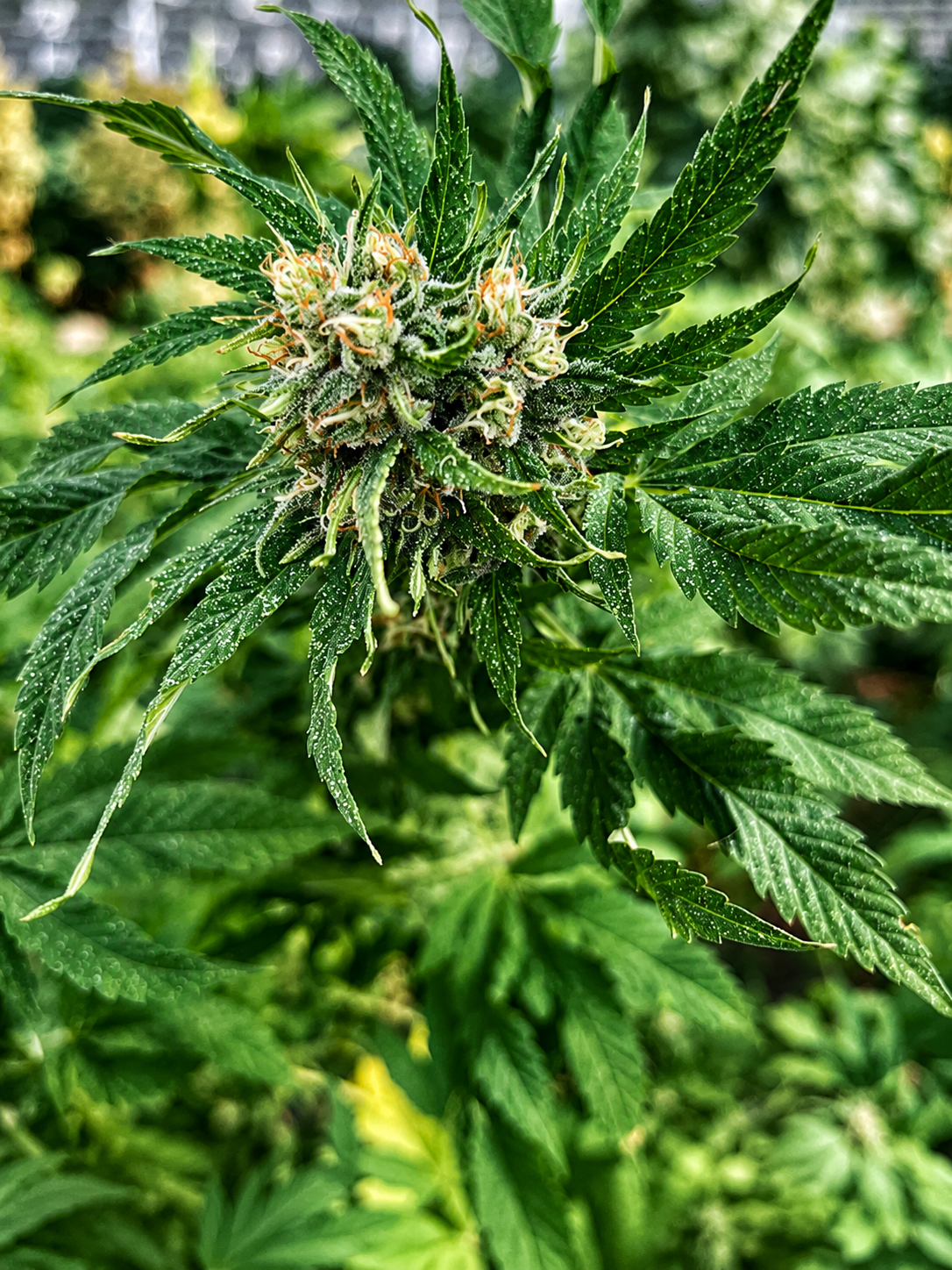 Blueberry Cheese